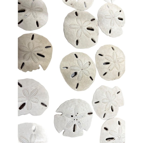 Sand Dollar Lot 45 Pieces Plus Beach Decor Sea Shells - Picture 4 of 13